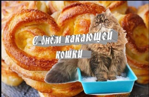 4 4 КОШКИ