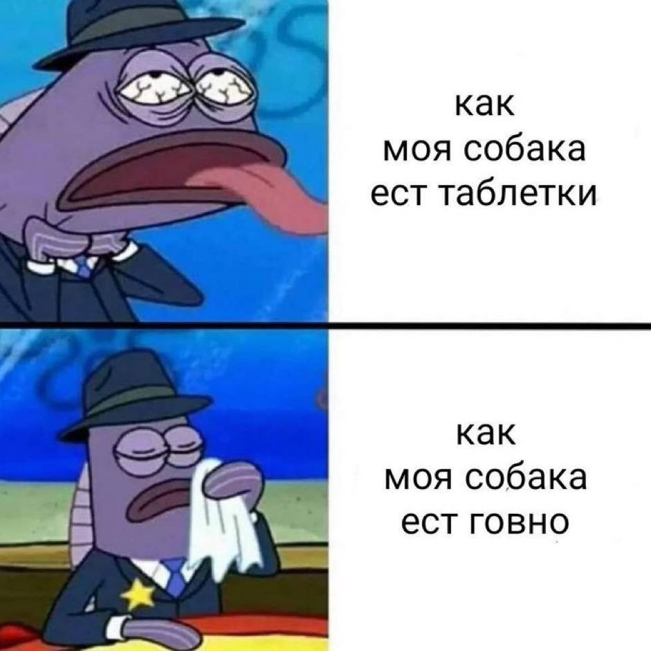 как моя собака ест таблетки как моя собака ест говно