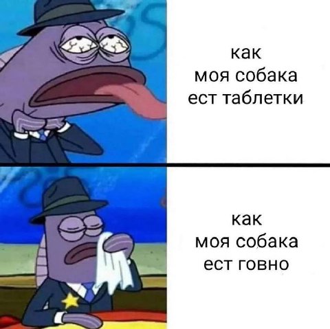 как моя собака ест таблетки как моя собака ест говно