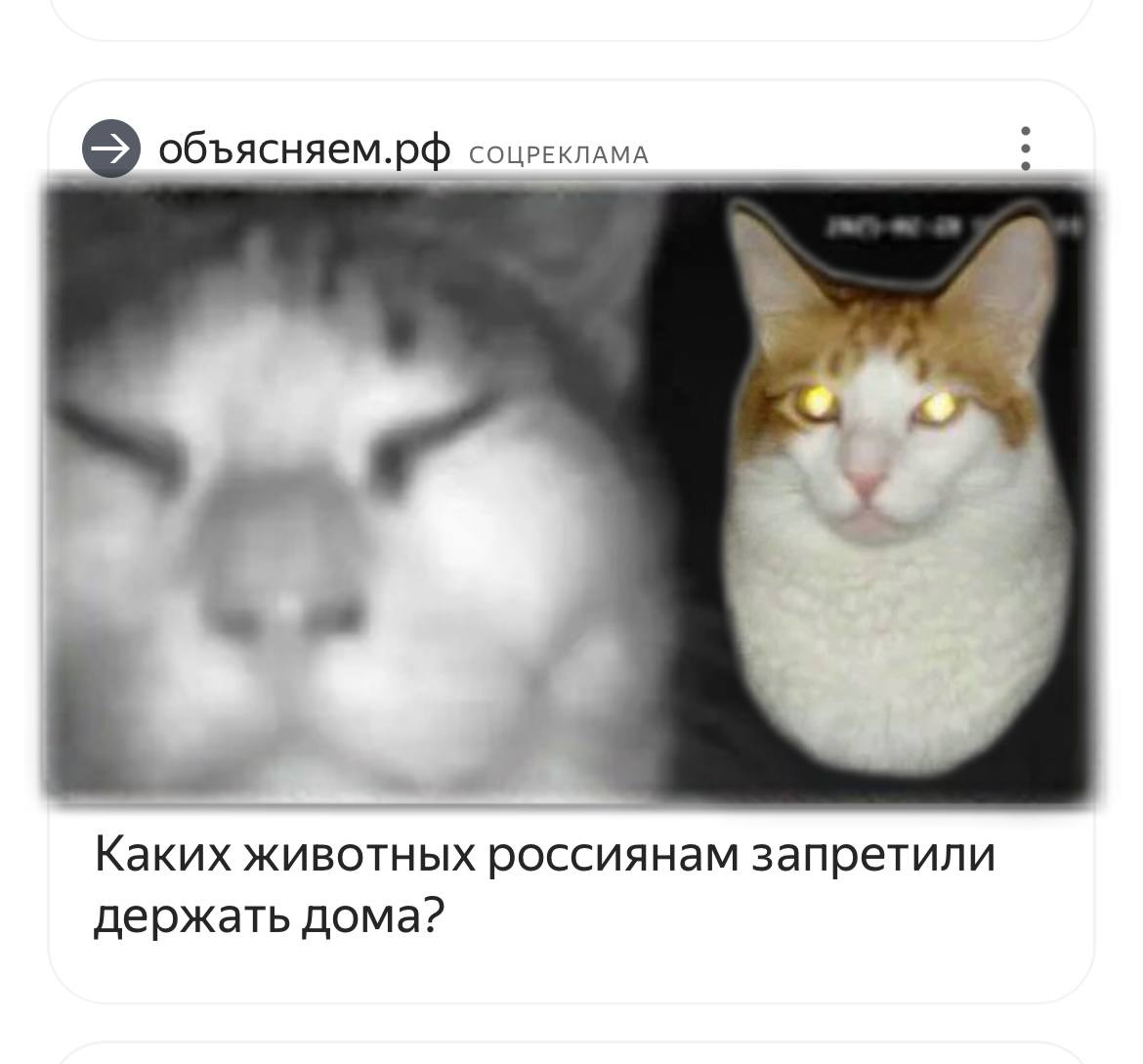 объясняем.рф СОЦРЕКЛАМА Каких животных россиянам запретили держать дома?