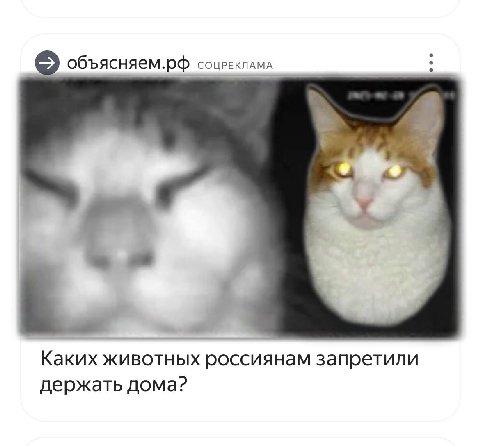 объясняем.рф СОЦРЕКЛАМА Каких животных россиянам запретили держать дома?