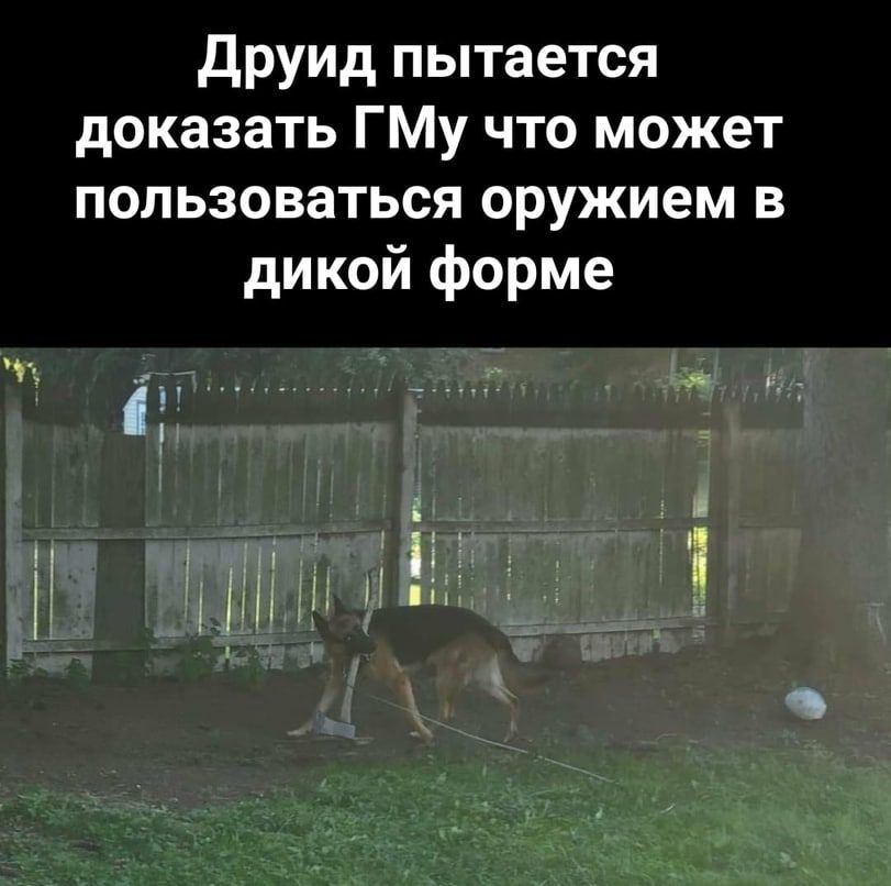 Друид пытается доказать ГМу что может пользоваться оружием в дикой форме