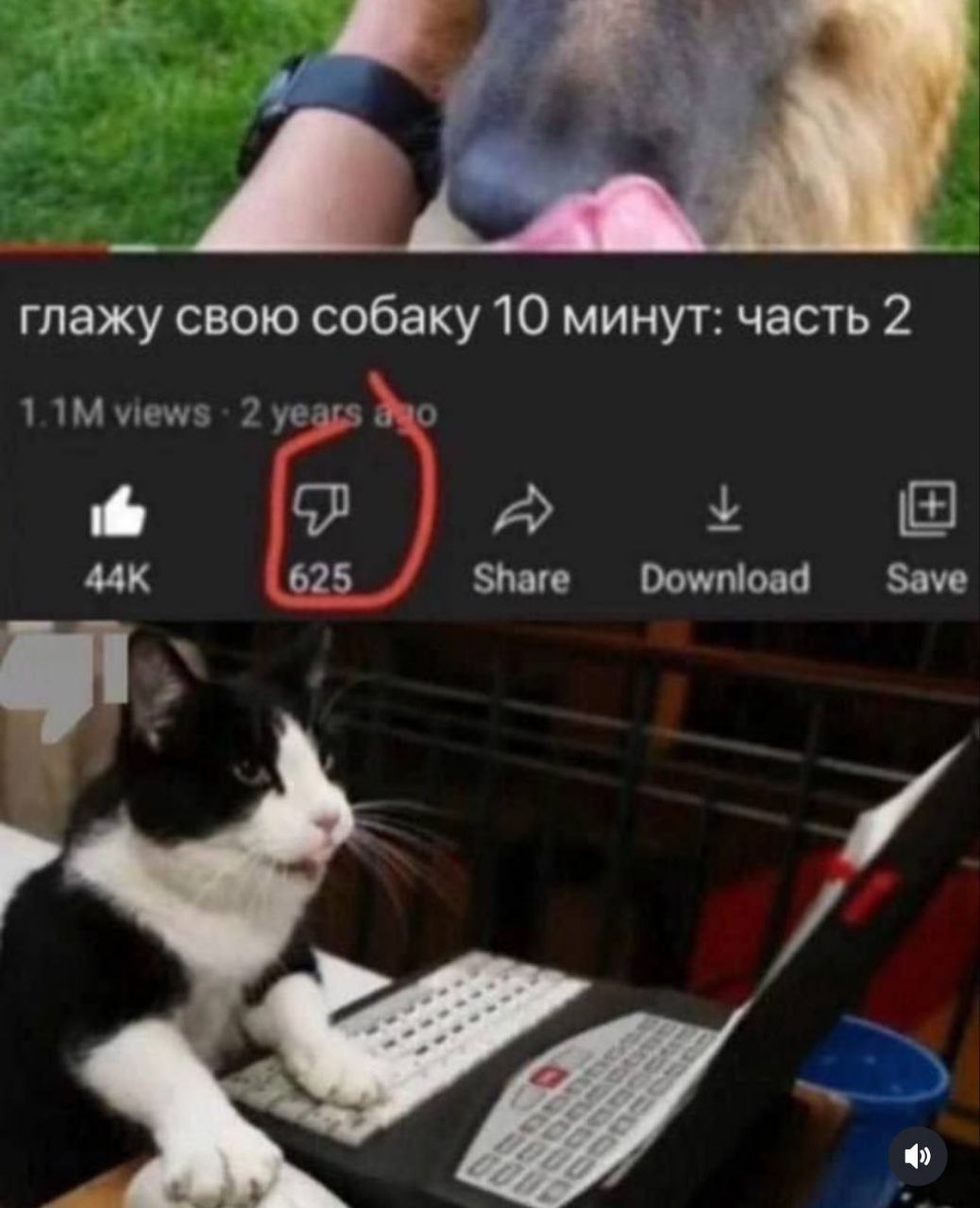 глажу свою собаку 10 минут: часть 2 views 2 о у A 625 Share Download Save