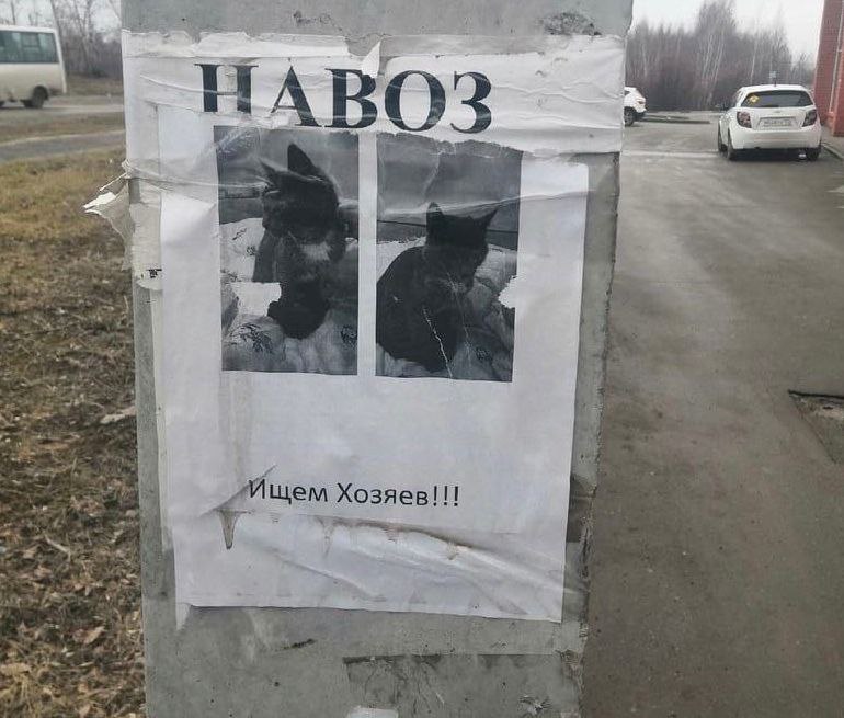 7 7 2 4 57% as a Ищем Хозяев!!! у