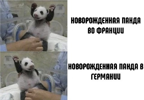 НОВОРОЖДЕННАЯ ПАНДА 80 ФРАНЦИИ НОВОРОЖДЕННАЯ ПАНДА ГЕРМАНИИ
