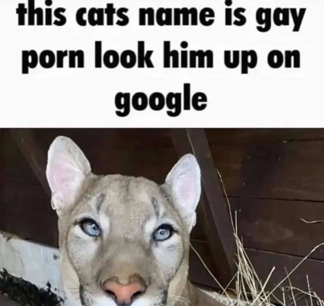 this cats name Is gay porn look him up on google