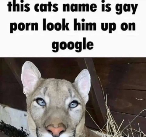 this cats name Is gay porn look him up on google