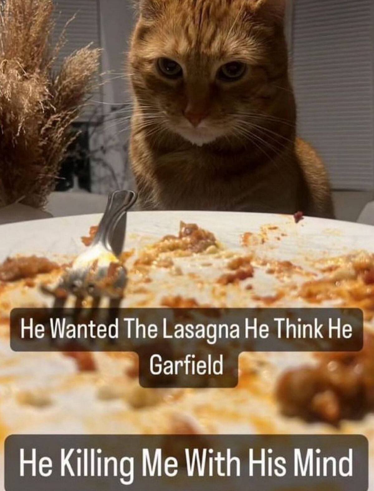 Не Wanted The Lasagna He Think Не Garfield He Killing Me With His Mind