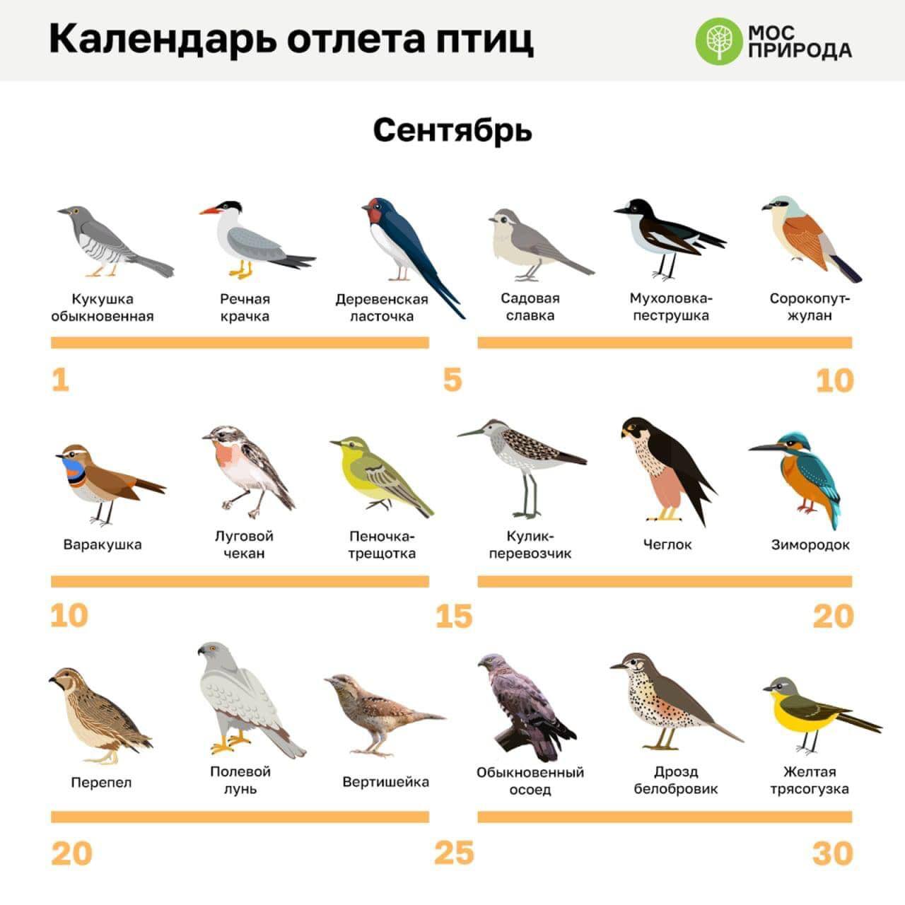 Кукуха отлетает первой, обратите внимание.