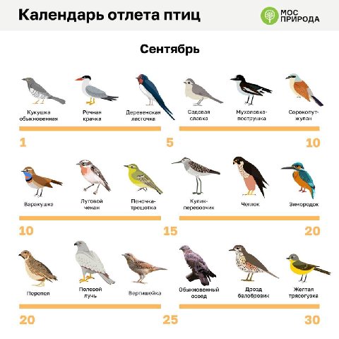 Кукуха отлетает первой, обратите внимание.