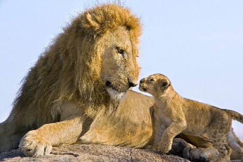 Lion and his cub