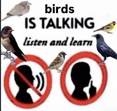 birds listen and learn