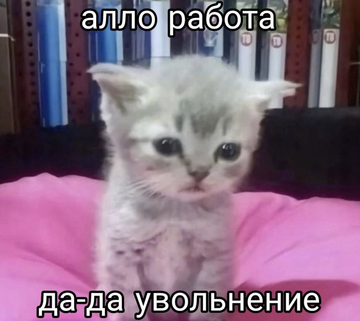 аллофработа да-Да увольнение
