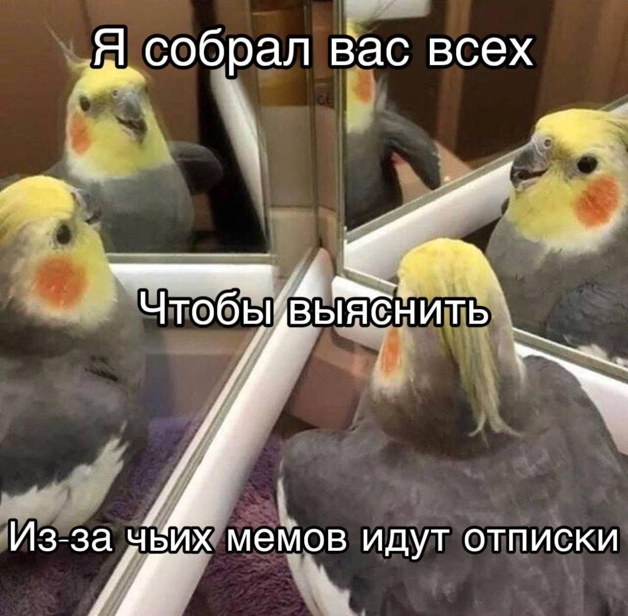 я собрал Вас всех TOOBI ВЫЯСНИТЬ Из-за мемов идут отписки lif