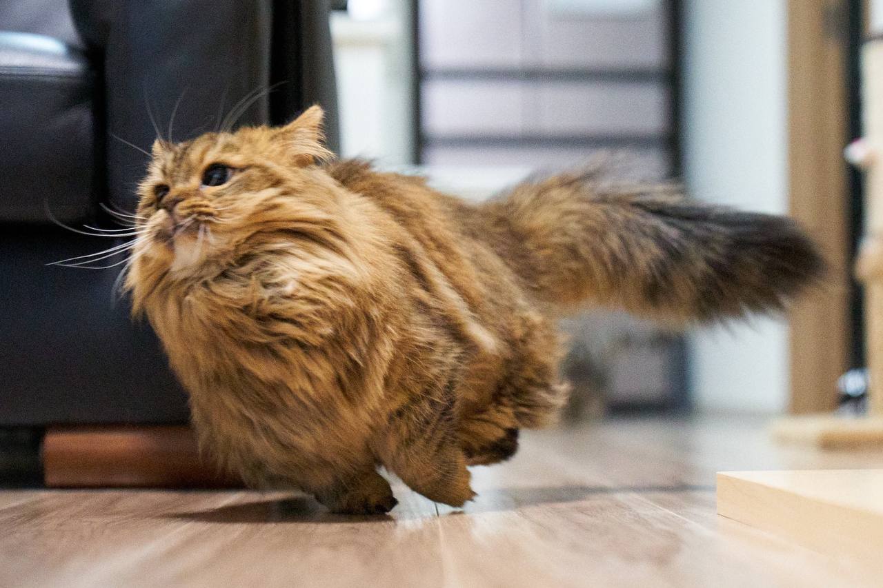 I am speed