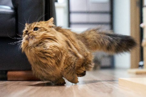 I am speed