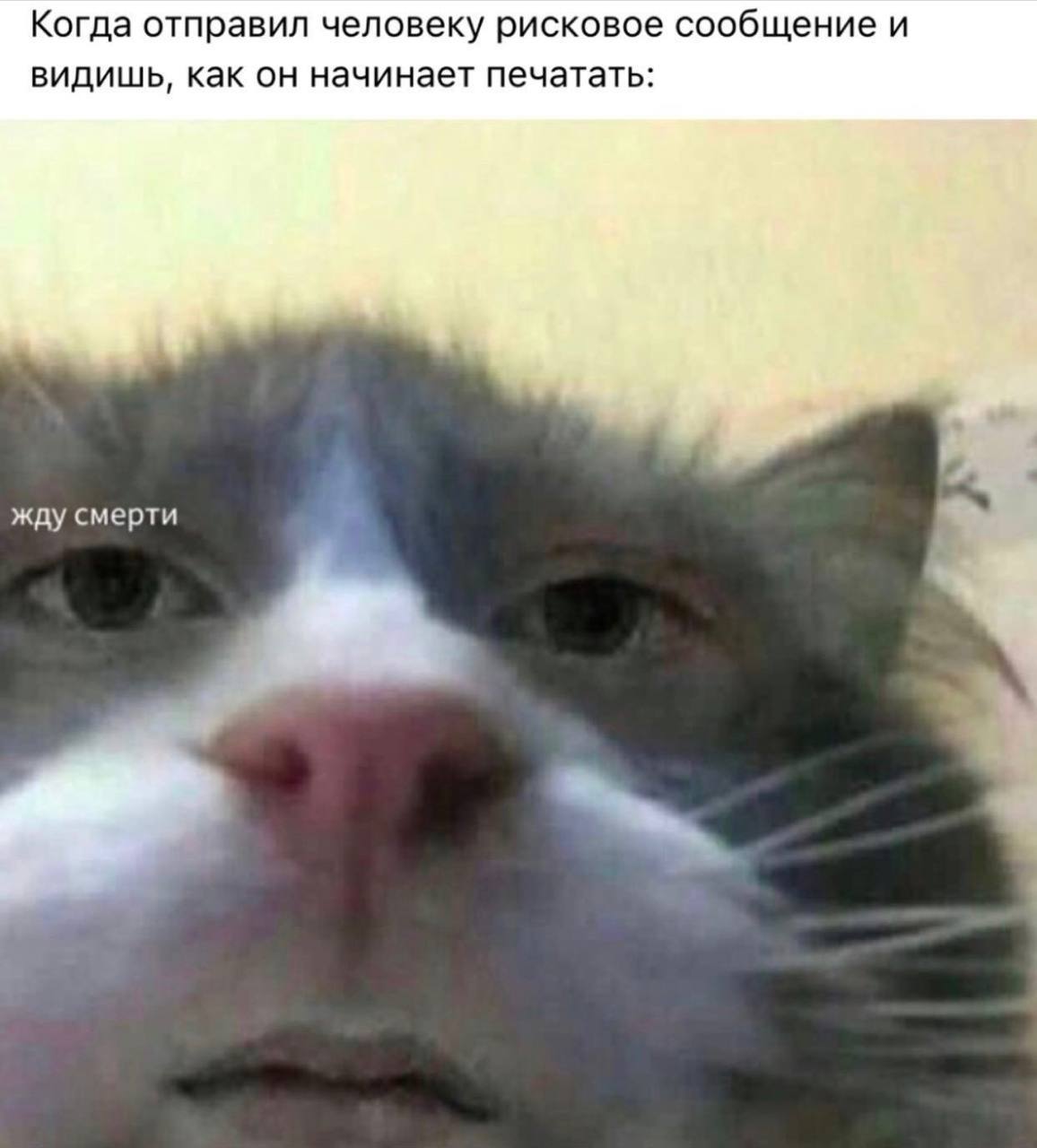 Когда отправил человеку рисковое сообщение и видишь, как он начинает печатать: жду смерти