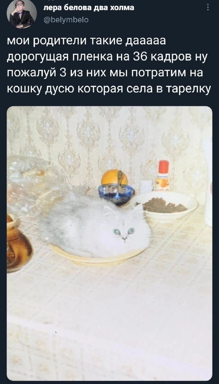 лера белова два холма @belymbelo мои родители такие дааааа дорогущая пленка на 36 кадров ну пожалуй 3 из них мы потратим на кошку дусю которая села в тарелку