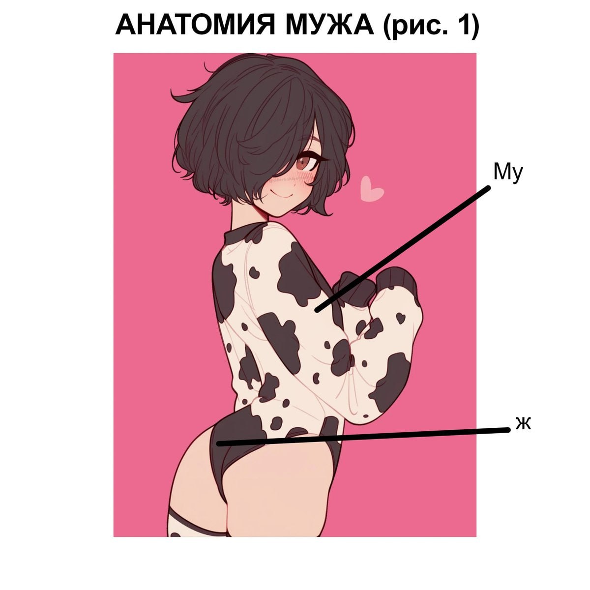 АНАТОМИЯ МУЖА (рис. 1) My