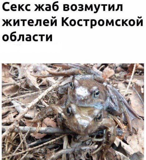 Секс жаб возмутил жителей Костромской области