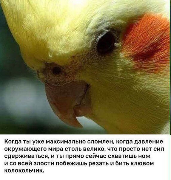 Когда ты уже максимально сломлен, когда давление окружающего мира столь велико, что просто нет сил сдерживаться, и ты прямо сейчас схватишь нож и всей злости побежишь резать и бить клювом KONIOKOJIBUN