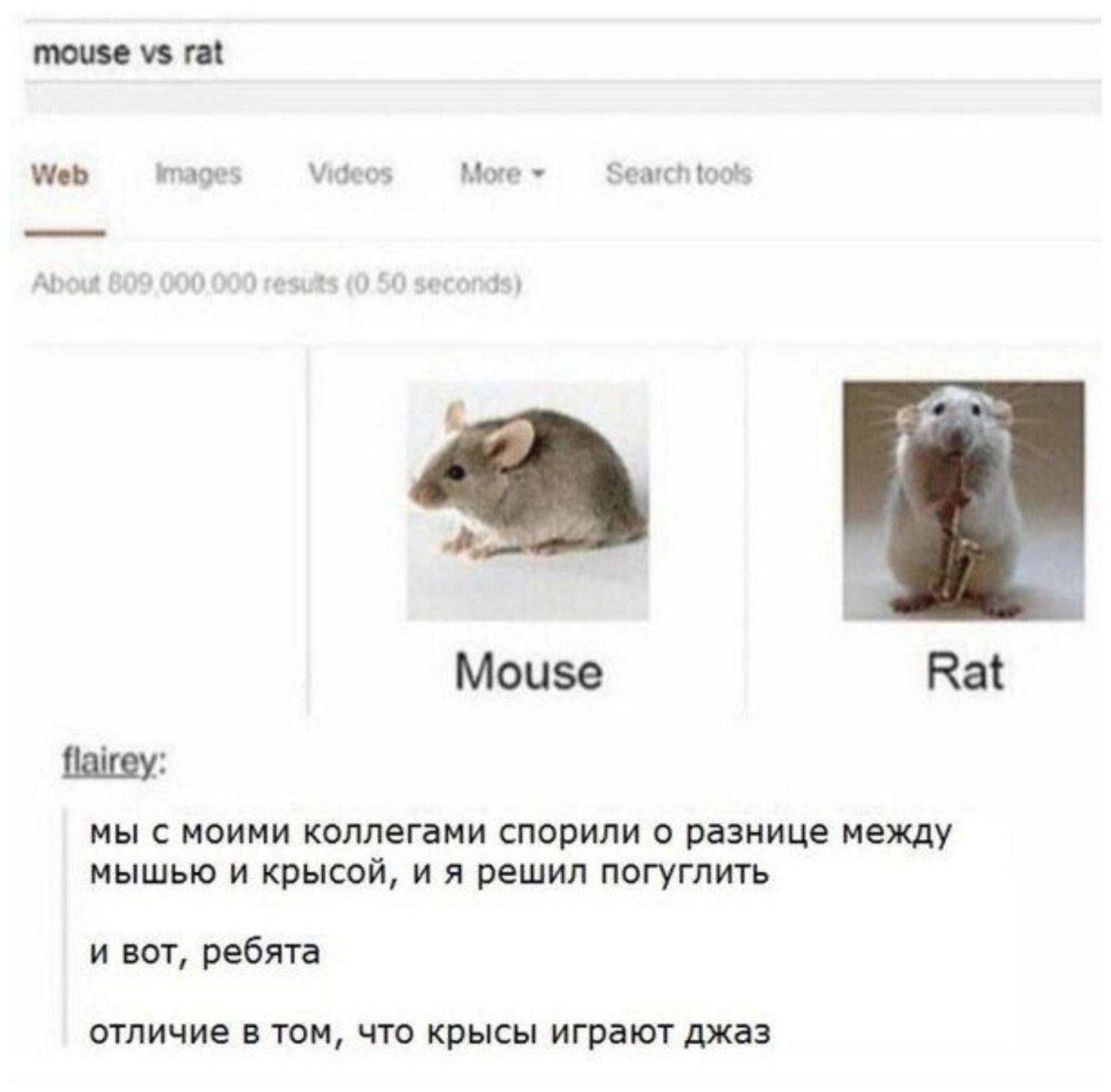 mouse rat Web images Videos More Search tools Mouse Rat flairey: мы с моими коллегами спорили о разнице между мышью и крысой, и я решил погуглить и вот, ребята отличие в том, что крысы играют джаз