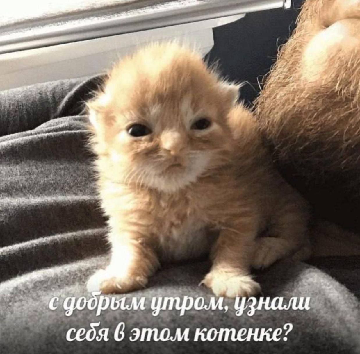 утром, узнали себя 6 этом котенке?