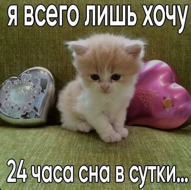 я ВСЕГО ЛИШЬ ХОЧУ сна в сутки..