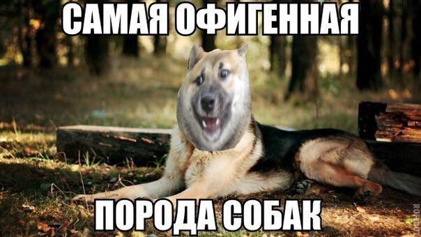 САМАЯ ОФИГЕННАЯ ПОРОДА СОБАК.