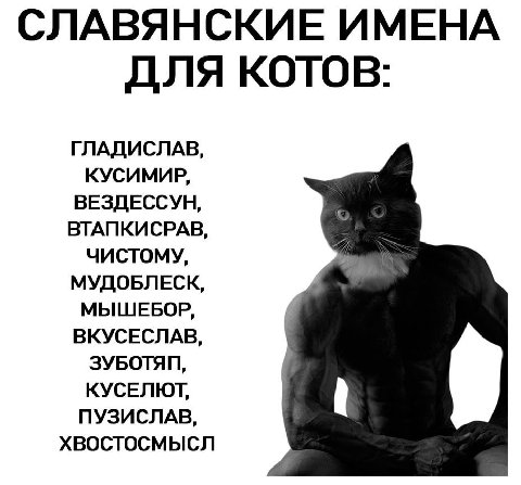 СЛАВЯНСКИЕ ИМЕНА ДЛЯ КОТОВ: ГЛАДИСЛАВ КУСИМИР, ВЕЗДЕССУН, ВТАПКИСРАВ ЧИСТОМУ, МУДОБЛЕСК МЫШЕБОР, ВКУСЕСЛАВ, ЗУБОТЯП, КУСЕЛЮТ, ПУЗИСЛАВ, ХВОСТОСМЫСЛ