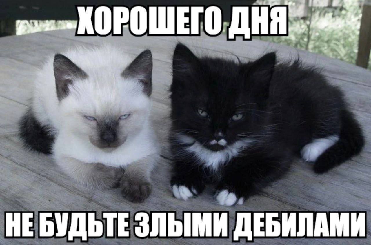 НЕБУДЬТЕ ЗЛЫМИ ДЕБИЛАМИ