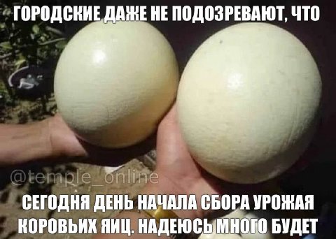 «ГОРОДСКИЕ ДАЖЕ НЕ ПОДОЗРЕВАЮТ, ЧТО СЕГОДНЯ ДЕНЬ НАЧАЛА СБОРА УРОЖАЯ КОРОВЬИХ ЯИЦ. НАДЕЮСЫМНОГО БУДЕТ