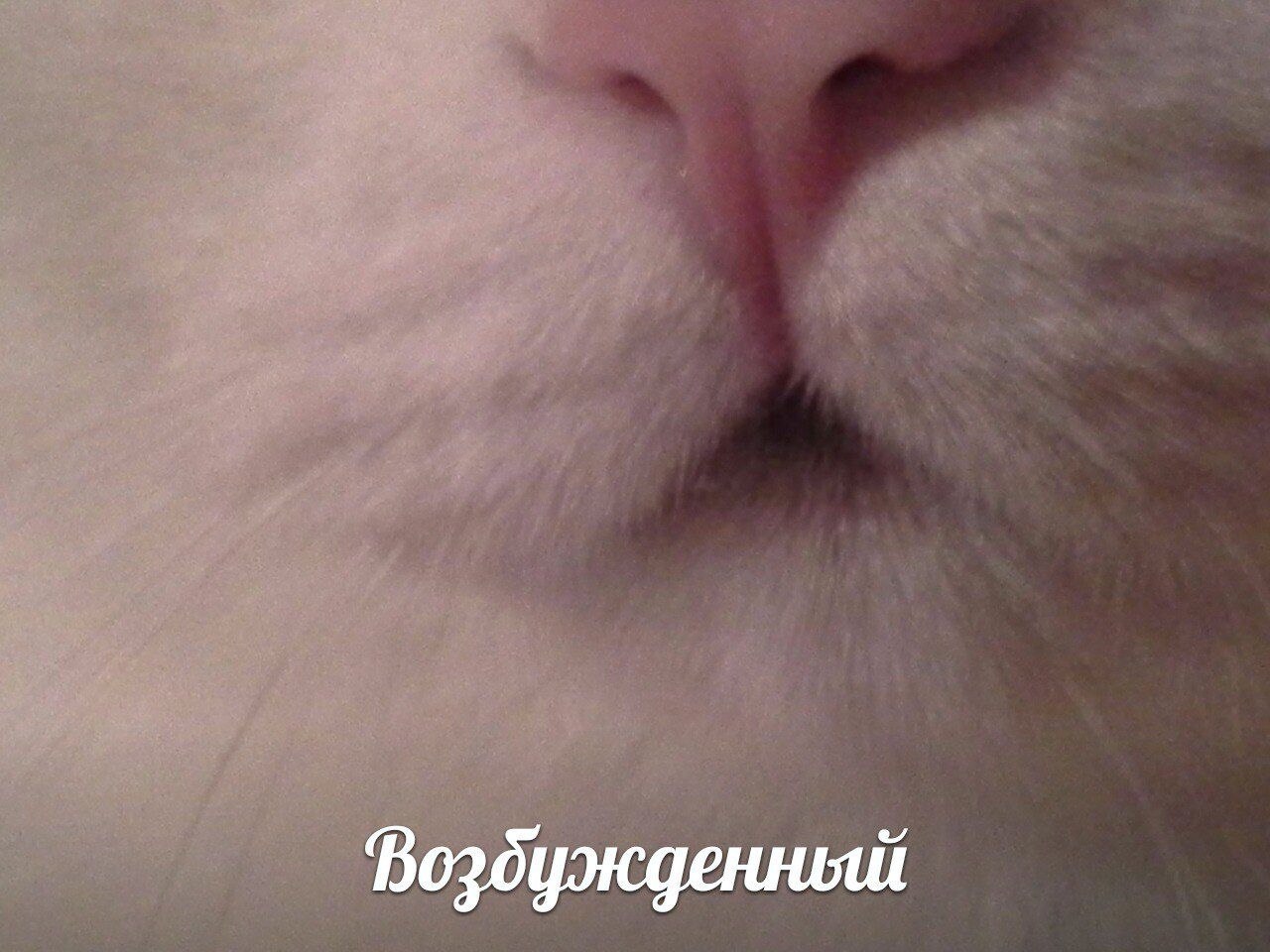 Возбужденный