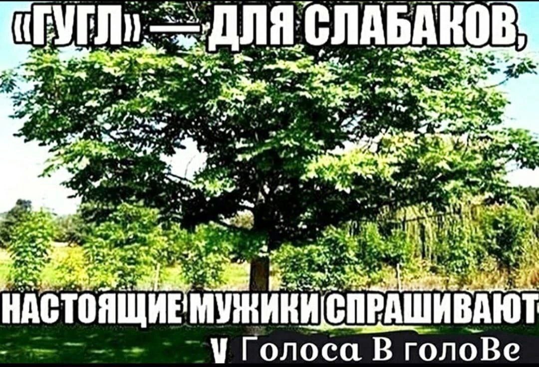 CHABAKOB вы ‘a at НАСТОЯЩИЕ МУЖИКИ Голоса В голоВе