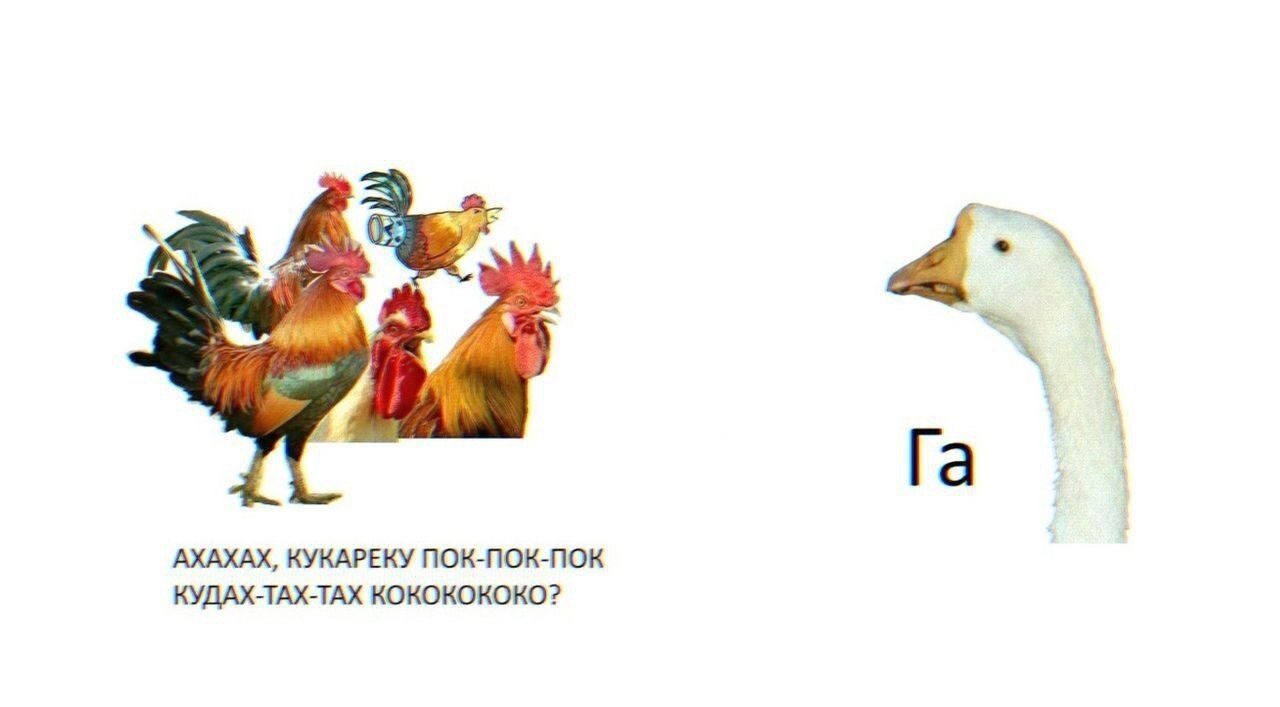 у а Ако АХАХАХ, КУКАРЕКУ ПОК-ПОК-ПОК КУДАХ-ТАХ-ТАХ КОКОКОКОКО?