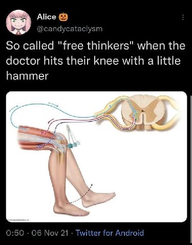 Alice @candycataclysm So called "free thinkers" when the doctor hits their knee with a little hammer 0:50 Об Nov 21 Twitter for Android