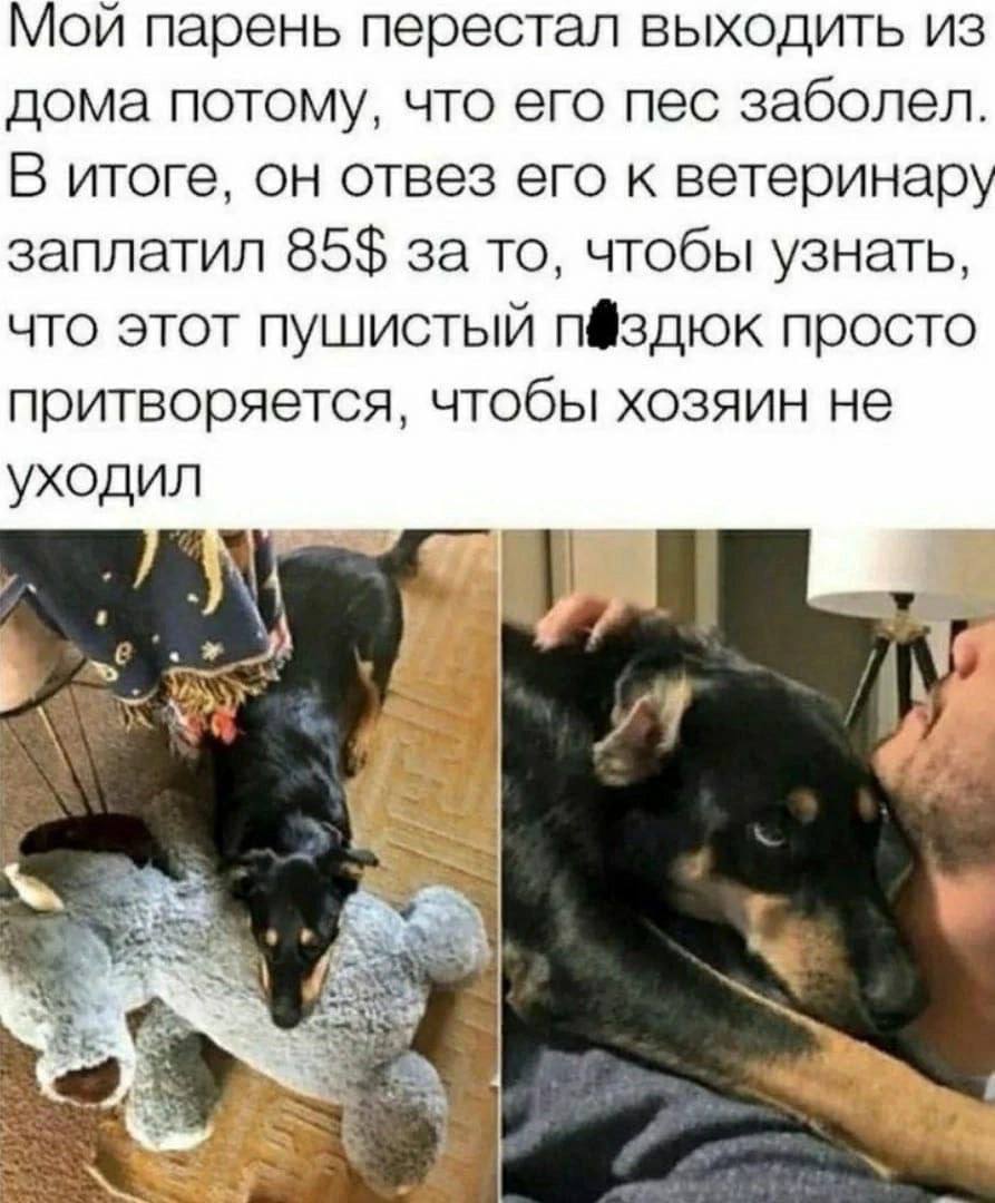 Мой парень перестал выходить из дома потому, что его пес заболел. В итоге, он отвез его к ветеринару заплатил 85$ за то, чтобы узнать, что этот пушистый п@здюк просто притворяется, чтобы хозяин не ухо