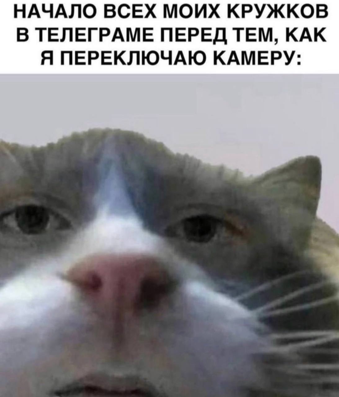 НАЧАЛО ВСЕХ МОИХ КРУЖКОВ В ТЕЛЕГРАМЕ ПЕРЕД ТЕМ, КАК Я ПЕРЕКЛЮЧАЮ КАМЕРУ: