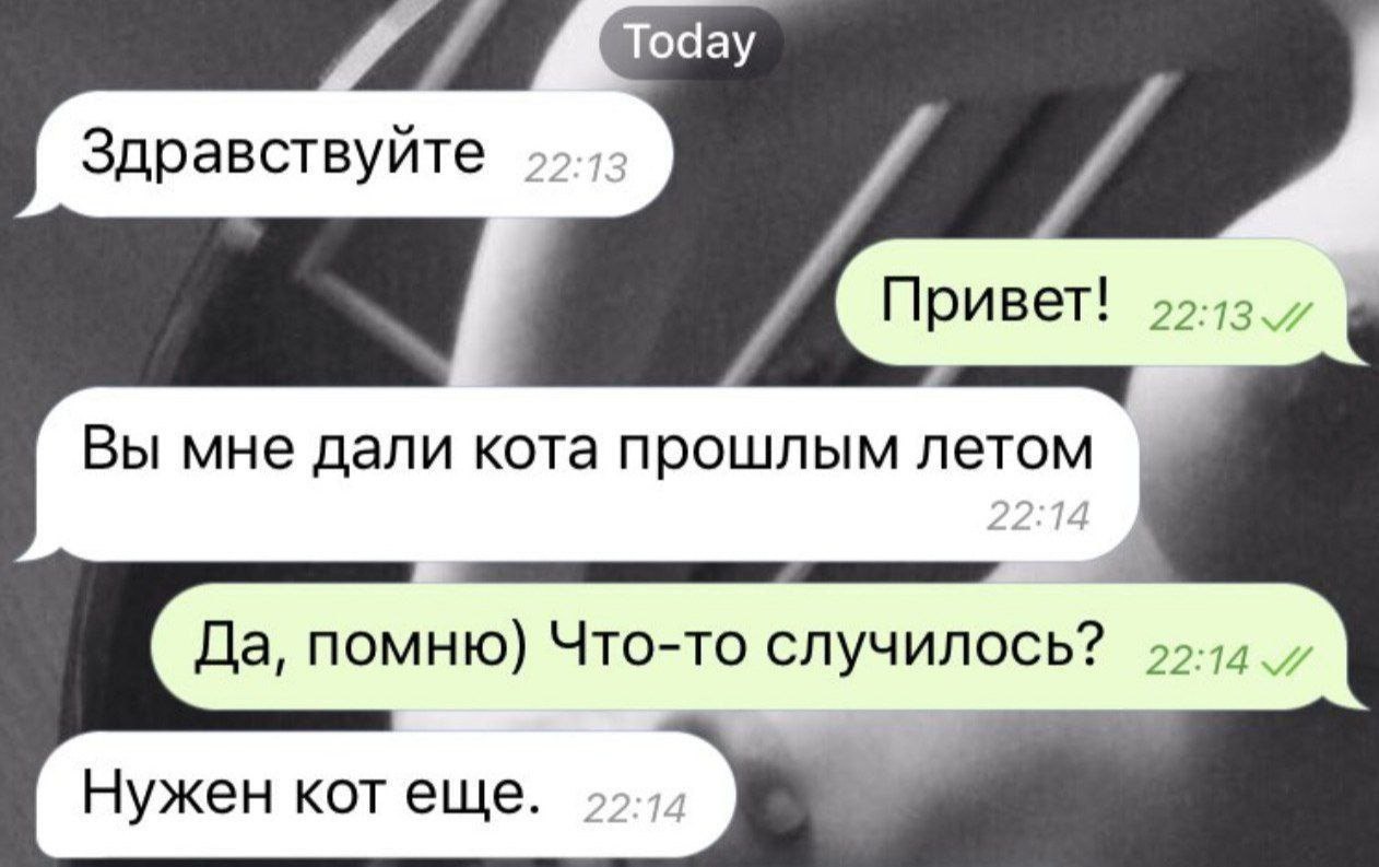 Today Здравствуйте Привет! Вы мне дали кота прошлым летом Да, помню) Что-то случилось? Нужен кот еще.