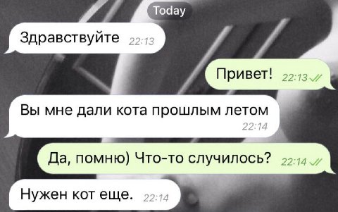 Today Здравствуйте Привет! Вы мне дали кота прошлым летом Да, помню) Что-то случилось? Нужен кот еще.