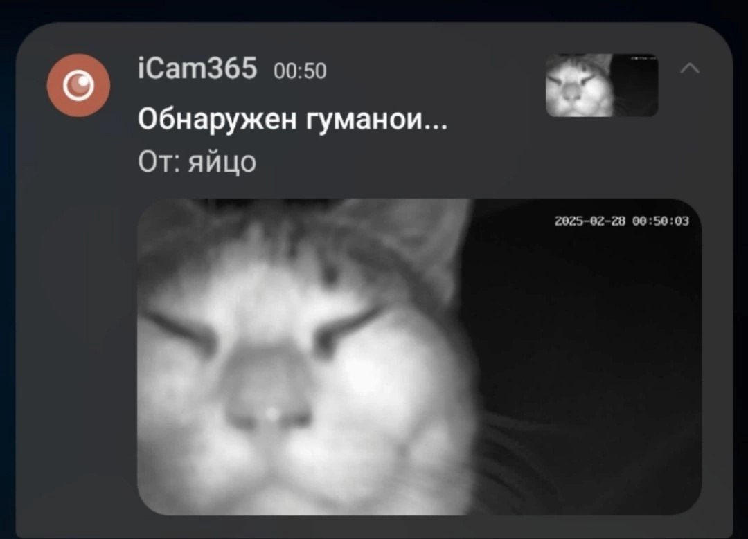 iCam365 00:50 Обнаружен гуманои От: яйцо 2025-02-28 00:50:03