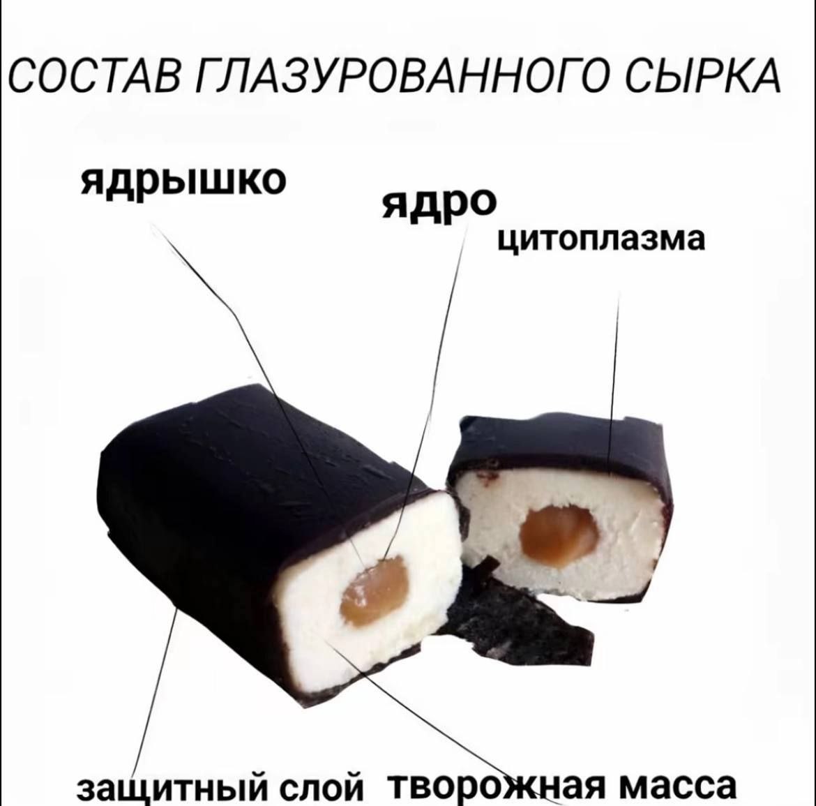 СОСТАВ ГЛАЗУРОВАННОГО СЫРКА ядрышко ядро цитоплазма защитный слой ТВОро масса