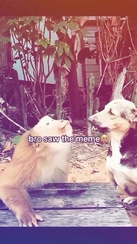 мем