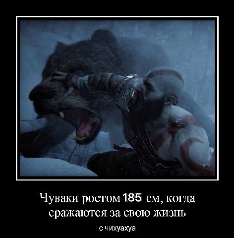 Чуваки ростом 185 когда сражаются за свою жизнь с чихуахуа