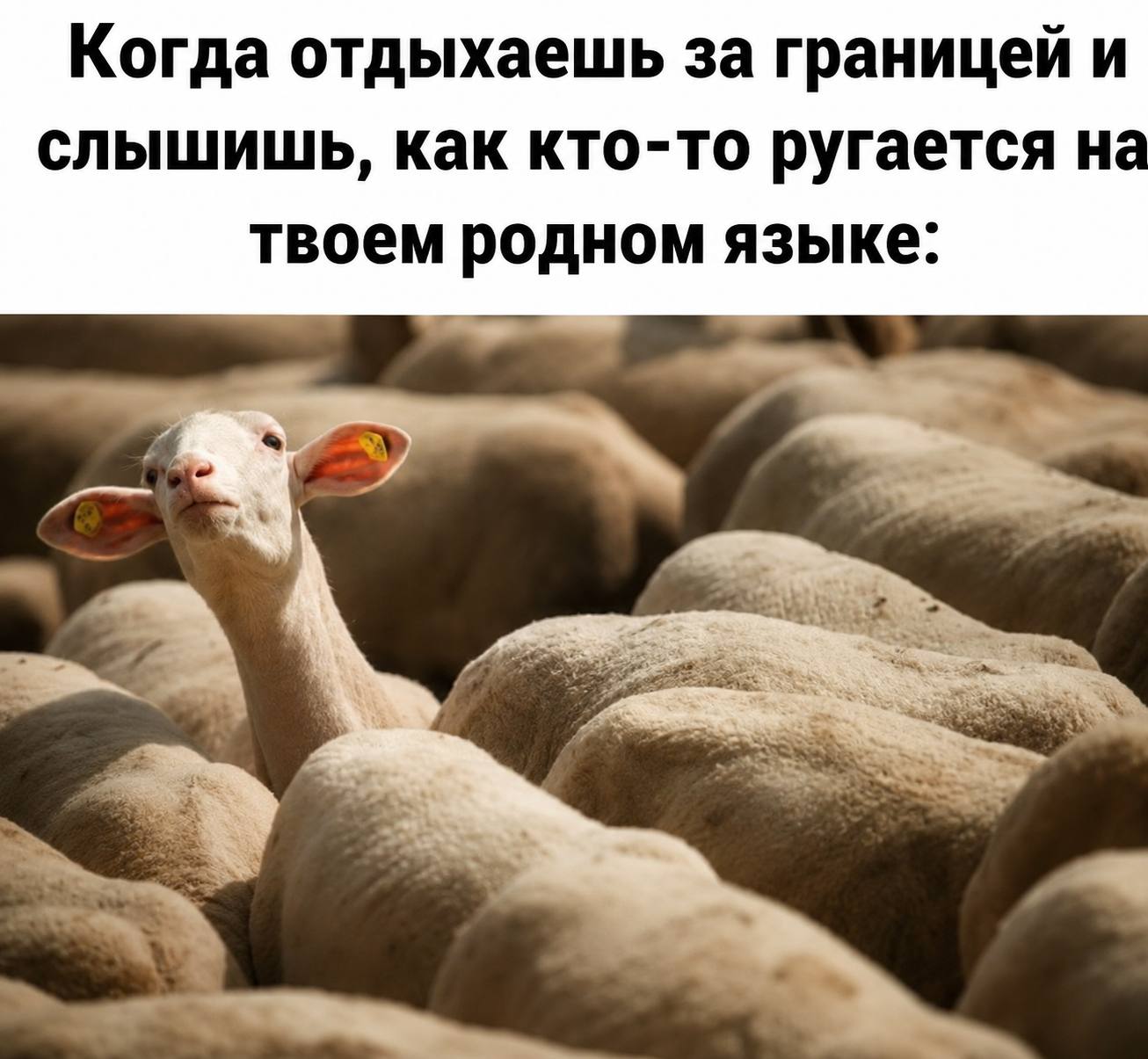 Когда отдыхаешь за границей и слышишь, как кто-то ругается не твоем родном языке. 5