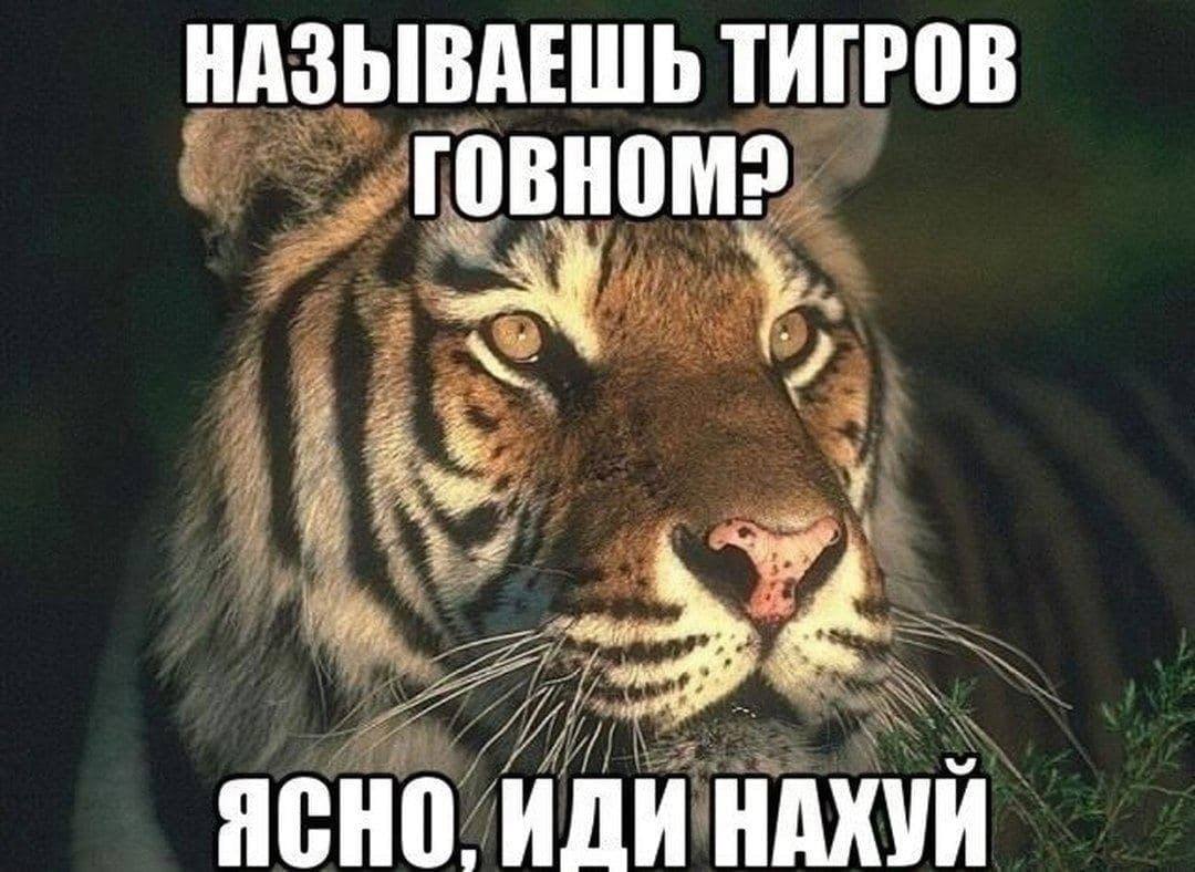 НАЗЫВАЕШЬ ТИГРОВ A a ЯСНО. ИДИ НАХУЙ