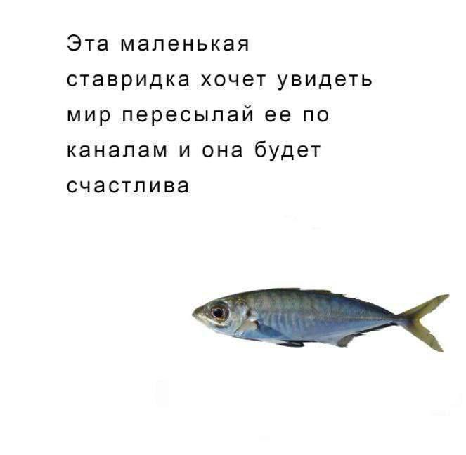 Эта маленькая ставридка хочет увидеть мир пересылай ее по каналам и она будет счастлива