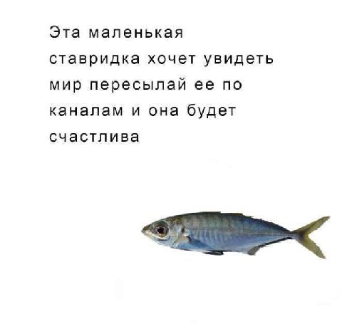 Эта маленькая ставридка хочет увидеть мир пересылай ее по каналам и она будет счастлива