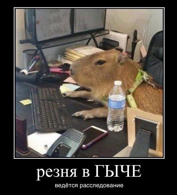 резня в ГЫЧЕ ведётся расследование