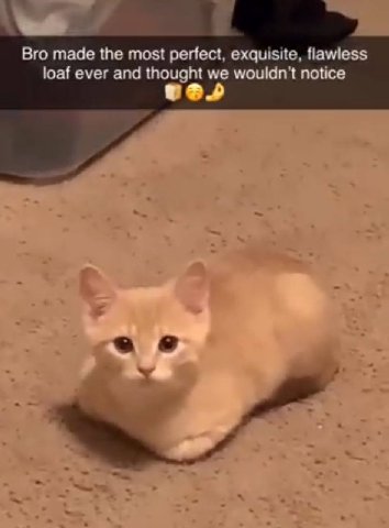 a Bro made the most perfect, exquisite, flawless loaf ever and thought we wouldn't notice